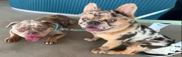 French Bulldog dogs for sale: Romeo French Bulldog - Advert 5