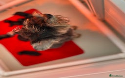 Miniature Schnauzer dogs for sale: Miniature Schnauzer Puppies-  - Image 7