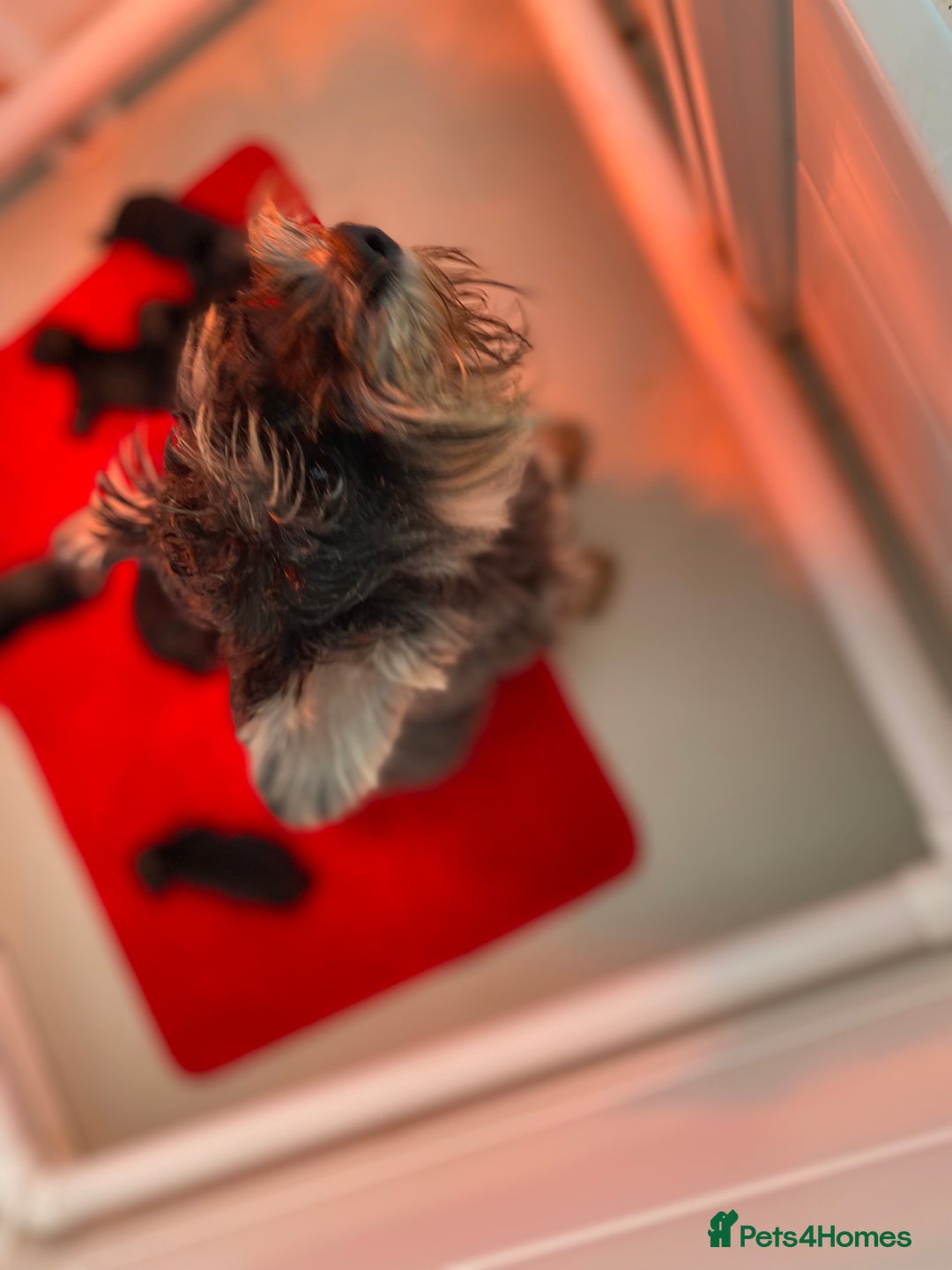 Miniature Schnauzer dogs for sale: Miniature Schnauzer Puppies-  - Image 7