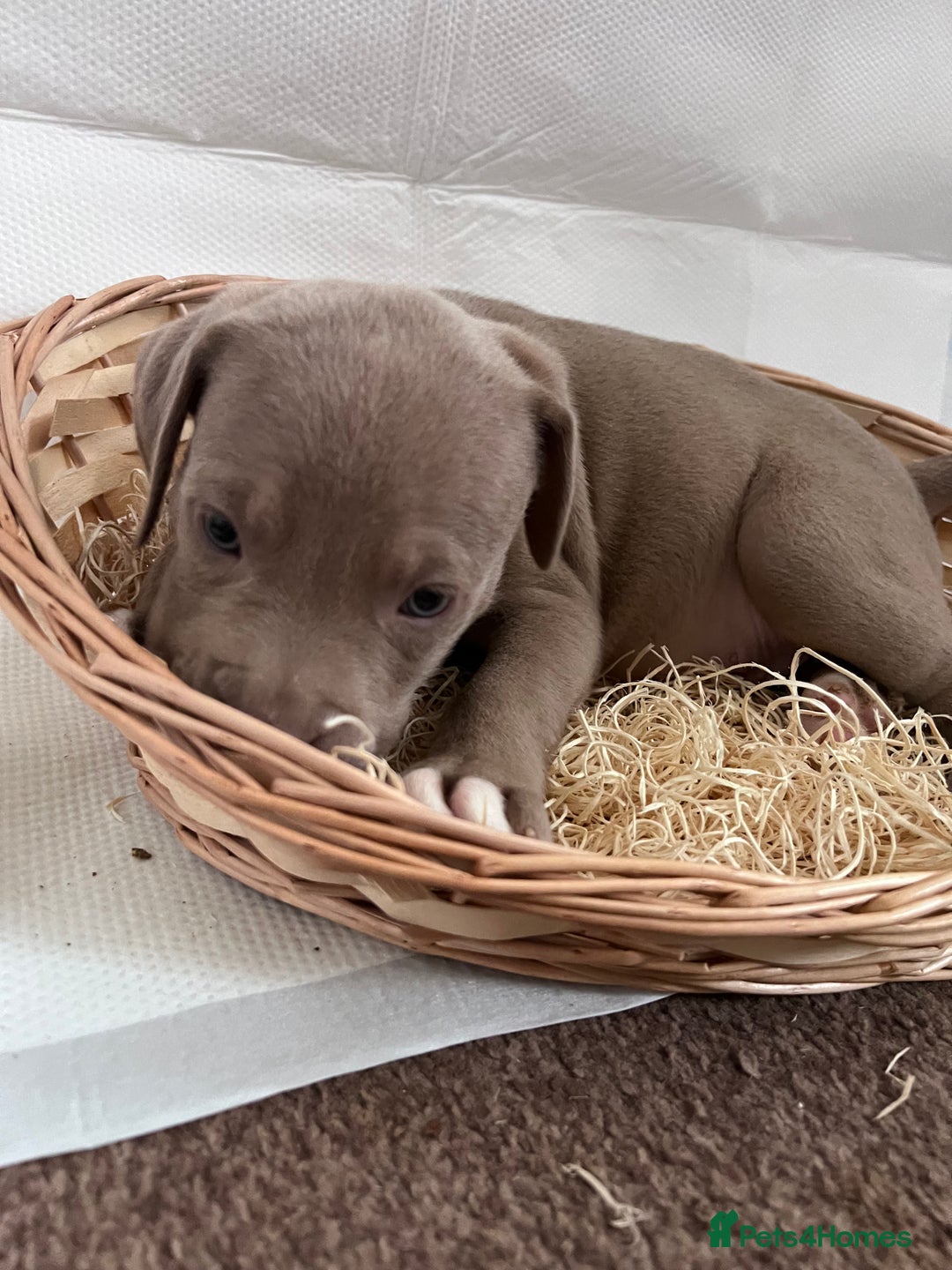 American Bully dogs for sale:  Medium Bully Puppies–XL are banned, these are NOT - Image 21