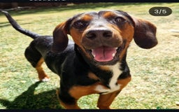 Mixed Breed dogs for sale: Bruno 2 years old - Image 2