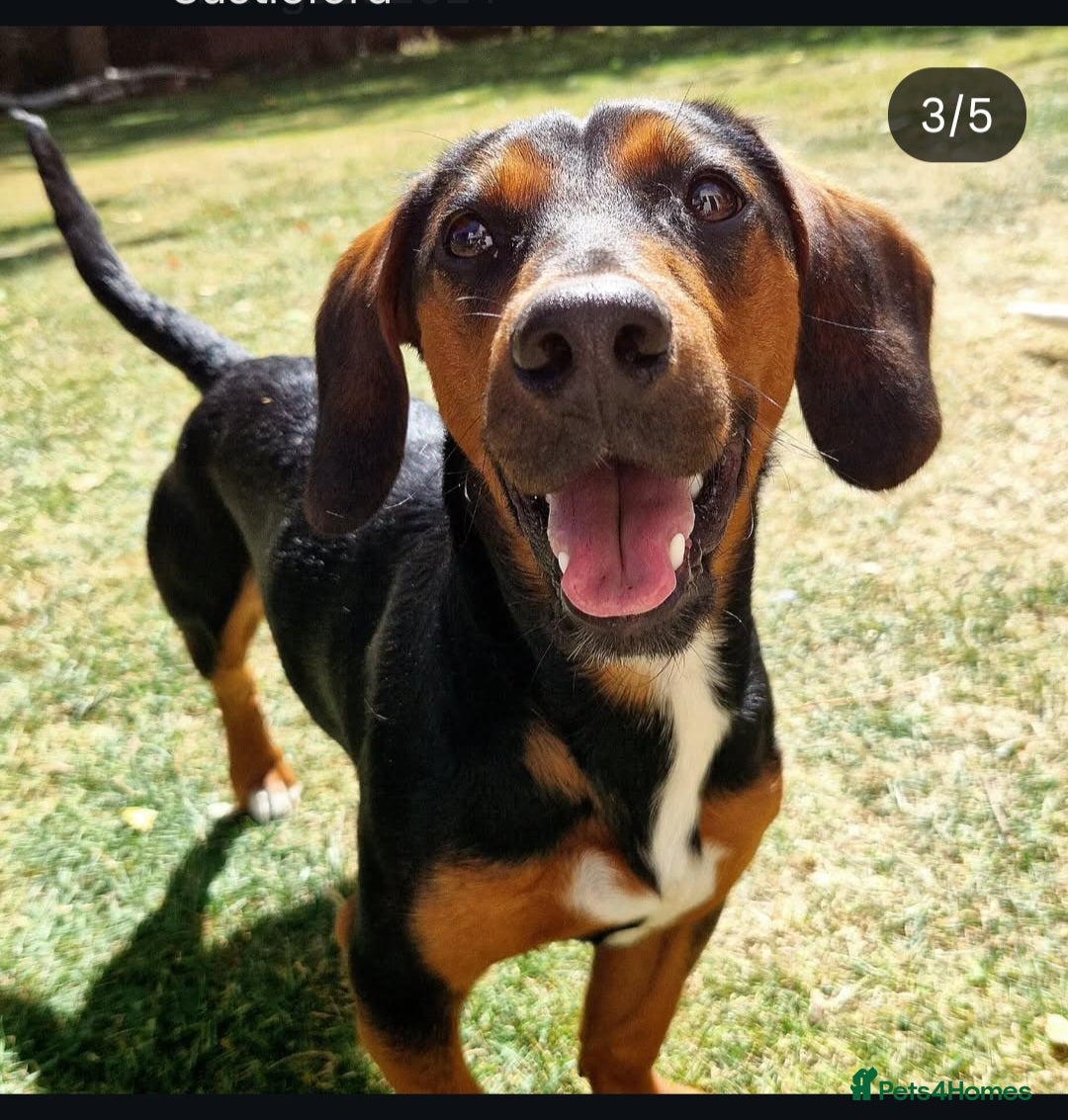 Mixed Breed dogs for sale: Bruno 2 years old - Image 2