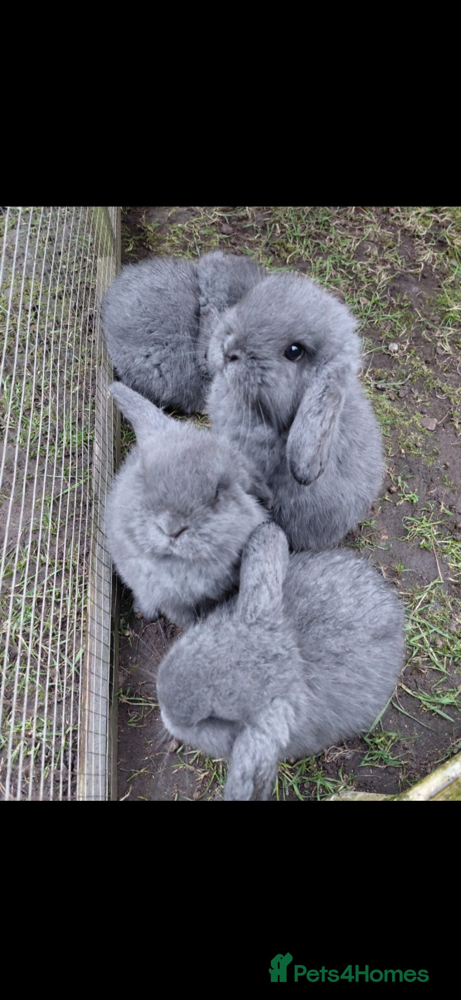 Mini Lop rabbits Mini lop babies - Advert 18