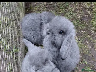 Mini Lop rabbits Mini lop babies - Advert 18