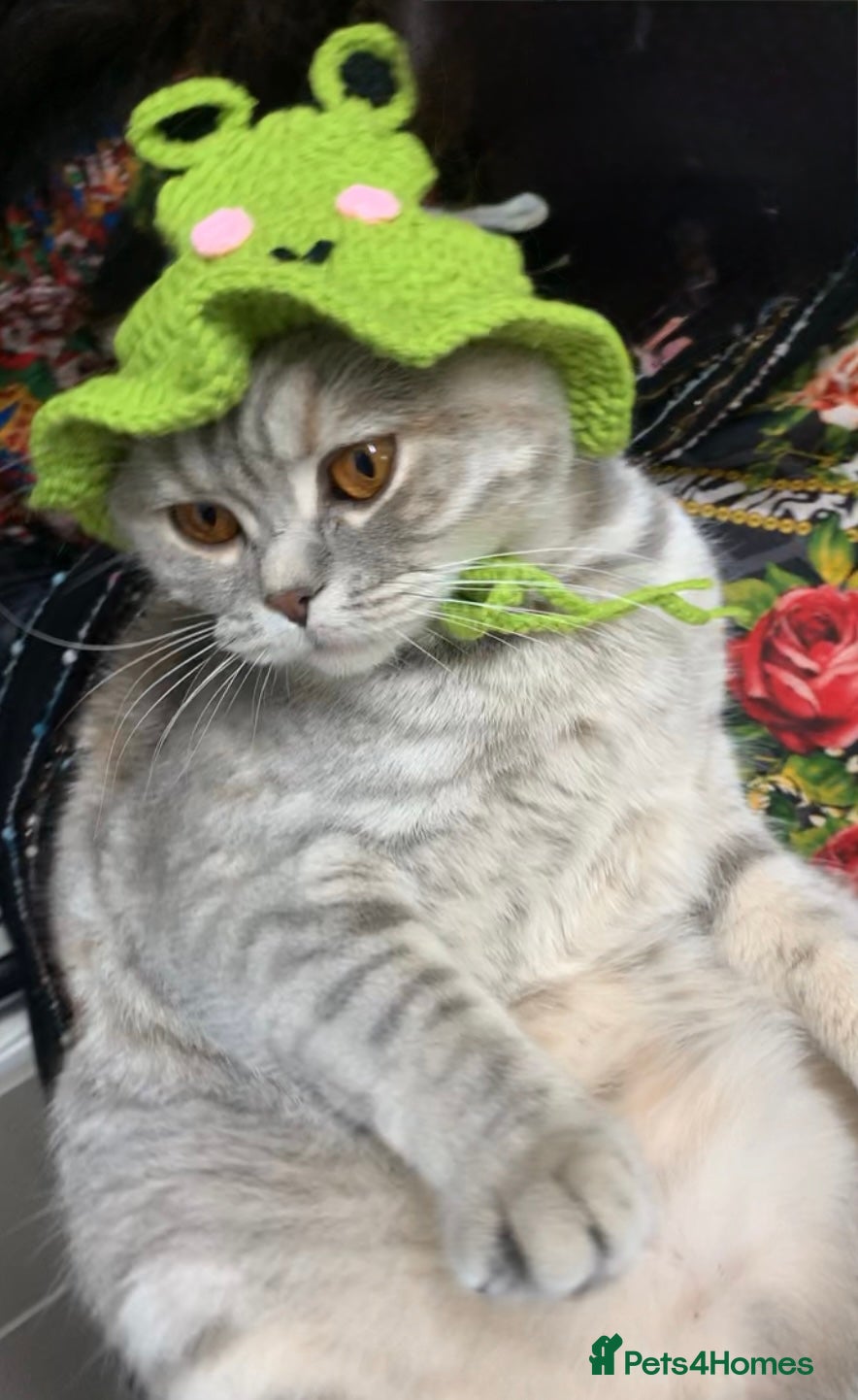 British Shorthair cats 1 Year Old Light Grey Female British Shorthair - Advert 14