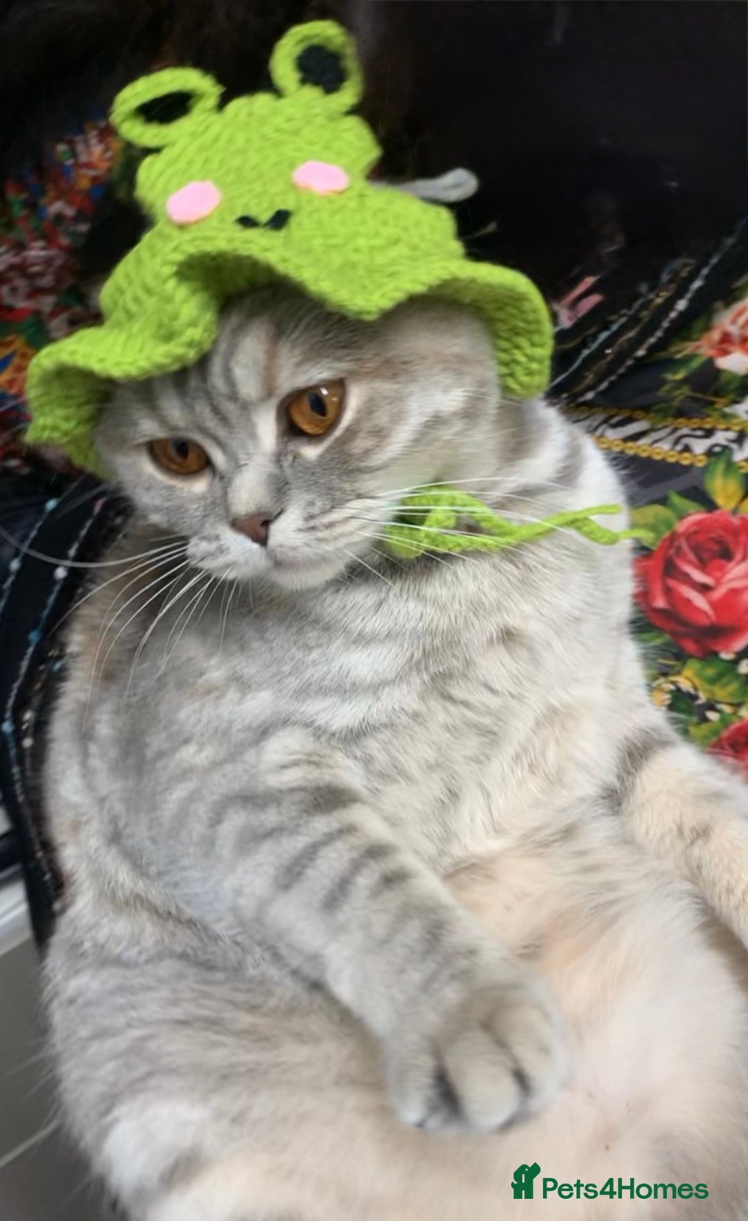 British Shorthair cats for sale: 1 Year Old Light Grey Female British Shorthair - Advert 1