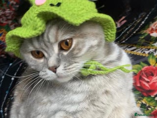 British Shorthair cats 1 Year Old Light Grey Female British Shorthair - Advert 1