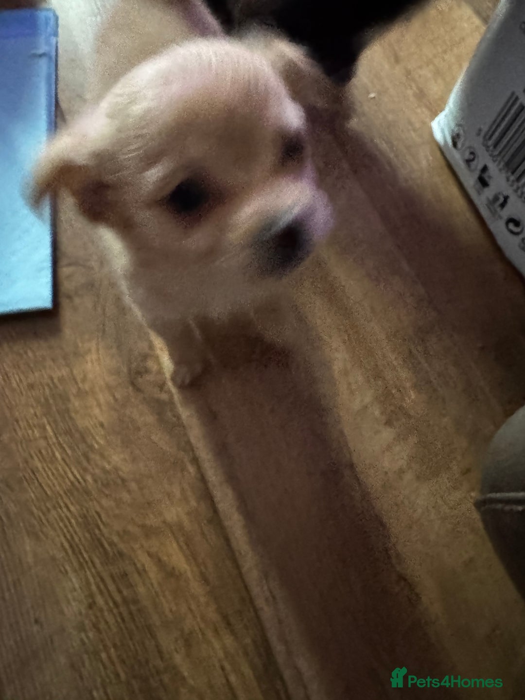 Chihuahua dogs for sale: chocolate boy black n tan boy creamish girl  - Advert 17