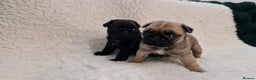 Pug dogs for sale: 2 Adorable pug puppies for sale  - Advert 16
