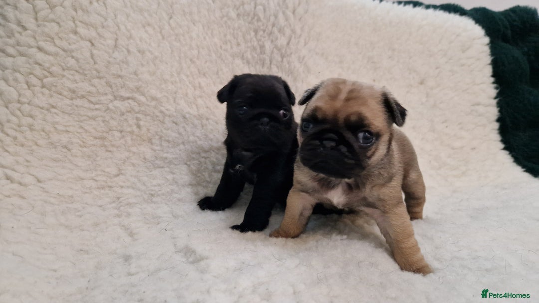 Pug dogs for sale: 2 Adorable pug puppies for sale  - Advert 16