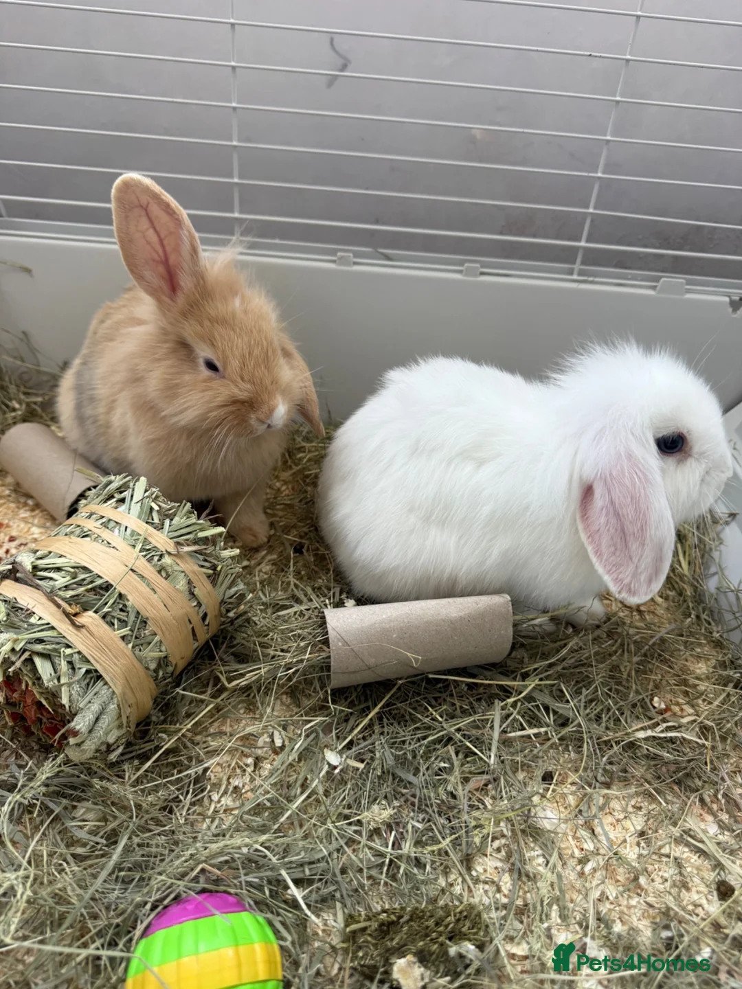 Mini Lion Lop rabbits for sale: 2 x Mini Lion Lop sisters  - Advert 2