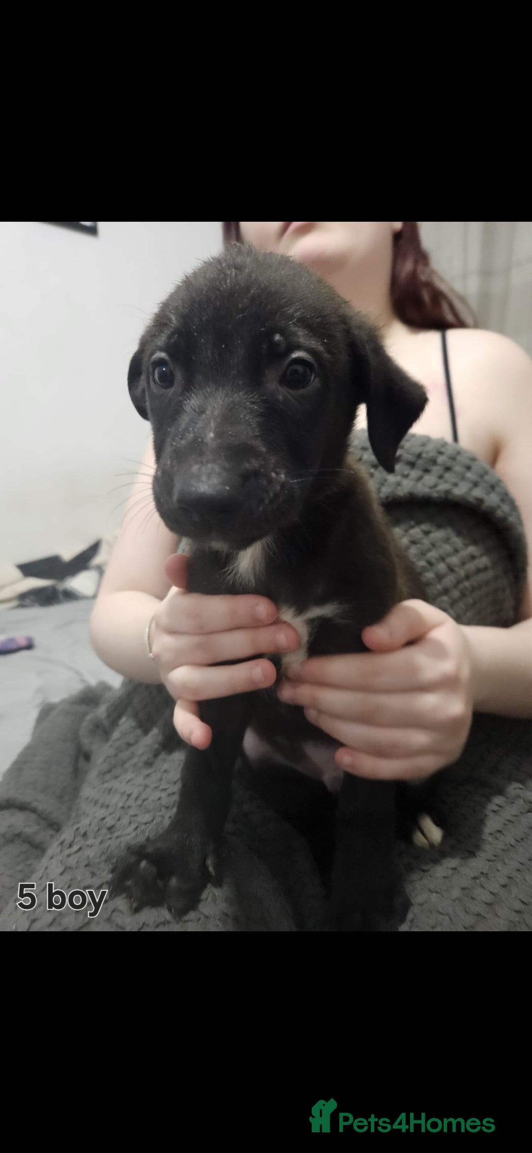 Mixed Breed dogs for sale: Puppies  - Advert 3