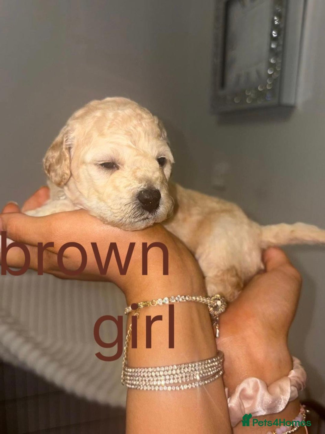 Cavapoochon dogs for sale: Cavapoochon Pupps amazing breed  - Advert 5