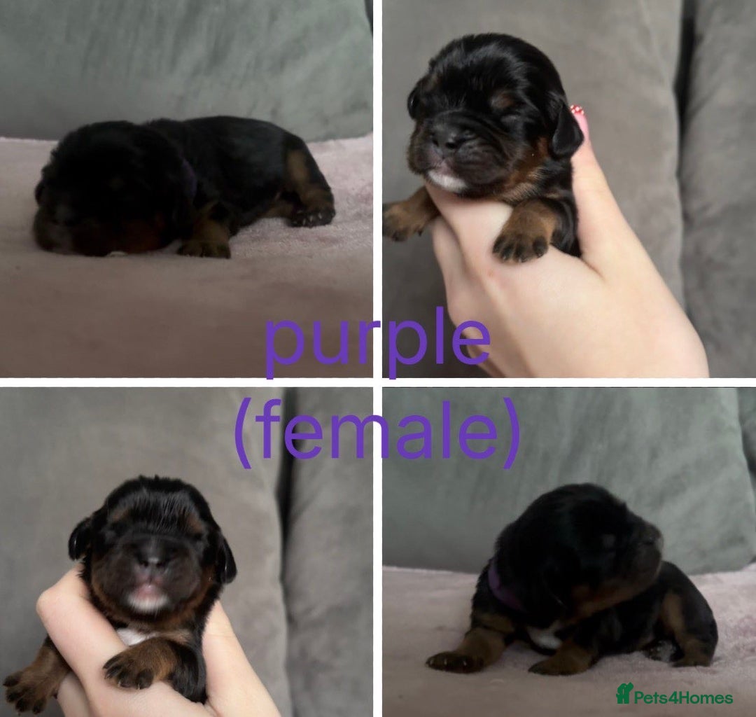 Cavalier King Charles Spaniel dogs for sale: Beautiful litter of KC reg King Charles spaniels - Advert 5