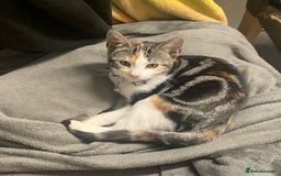 Domestic Shorthair cats for sale: 1x TABBY MALE KITTEN AVAILABLE NOW😸 - Image 3