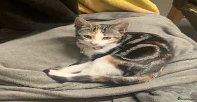 Domestic Shorthair cats - Advert 3