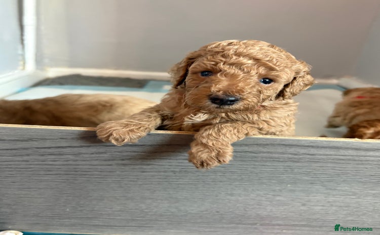 Cavapoochon dogs Cavapoochon  - Advert 13