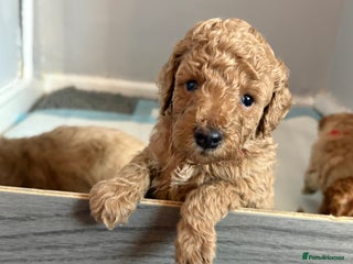 Cavapoochon dogs Cavapoochon - Advert 12