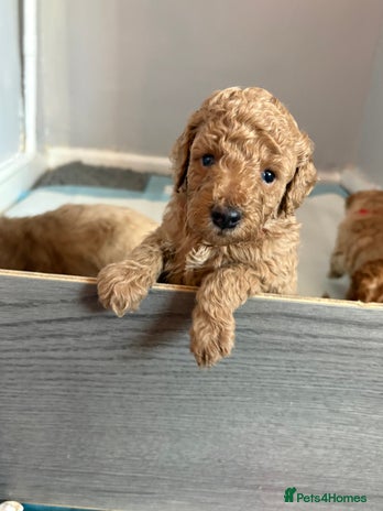 Cavapoochon dogs Cavapoochon - Advert 13