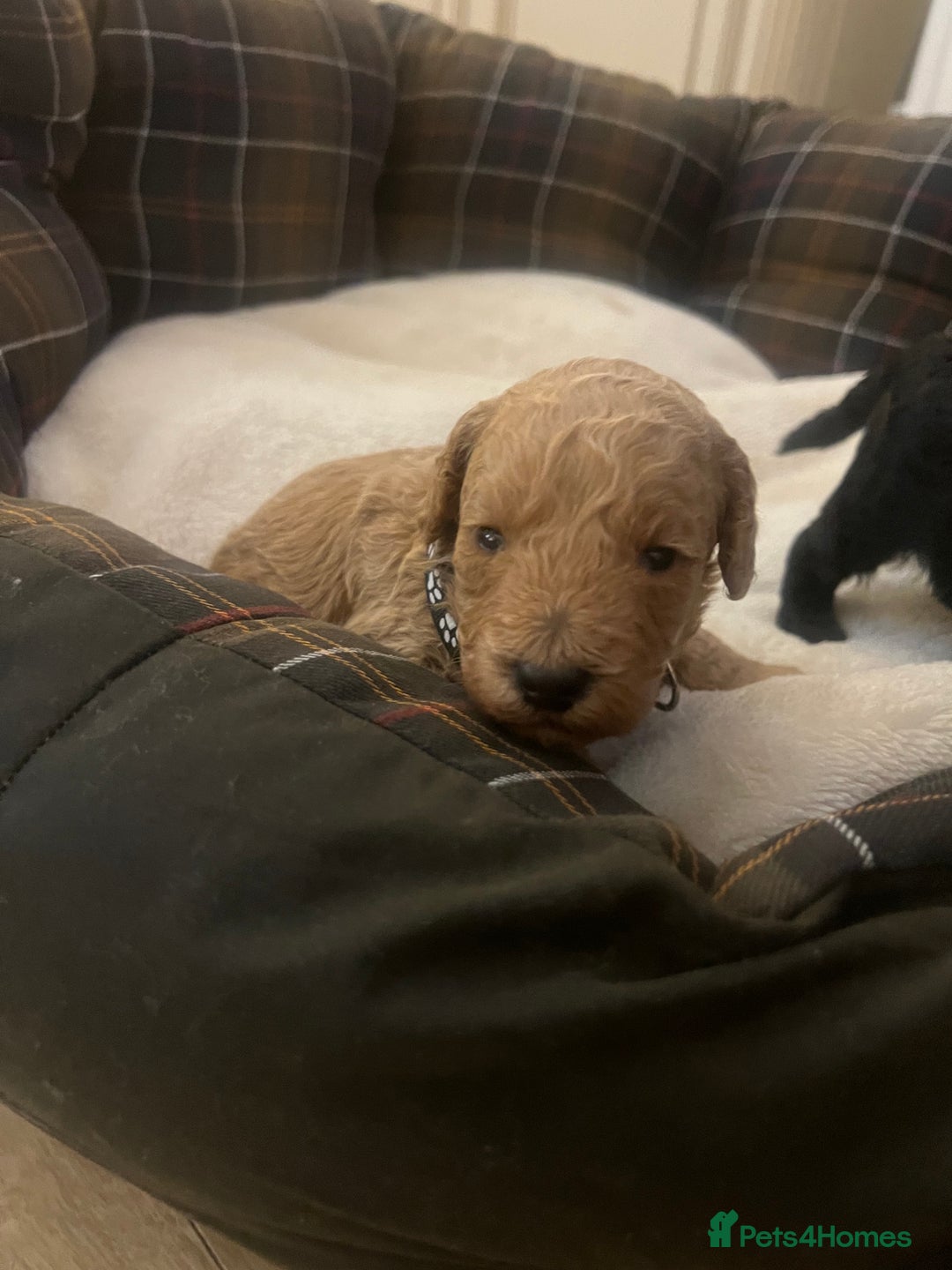 Poodle dogs for sale: Miniature toy poodles for sale - Advert 24