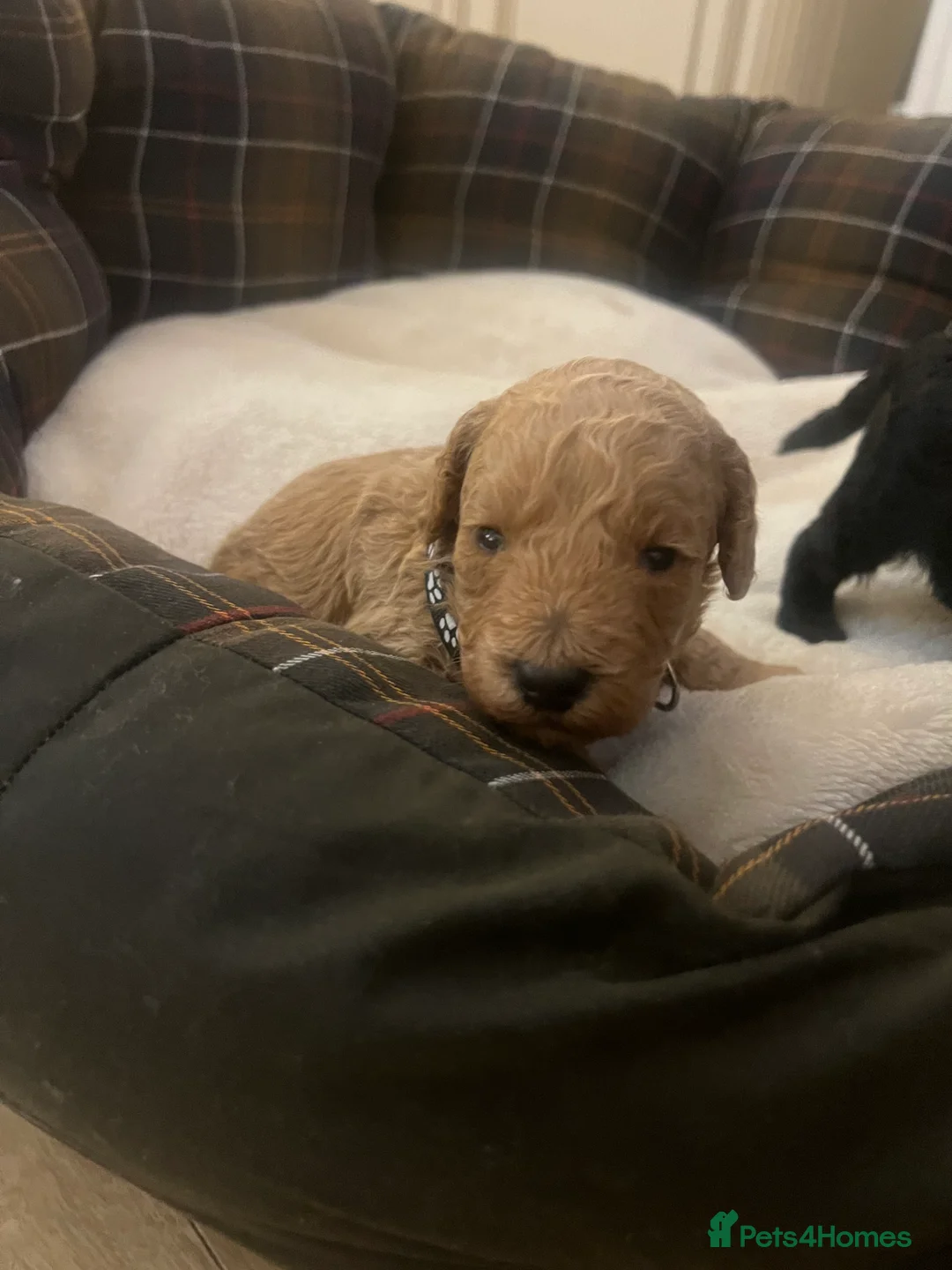 Poodle dogs for sale: 🐶🐶🐶TOY POODLES for sale🐶🐶🐶 - Advert 31