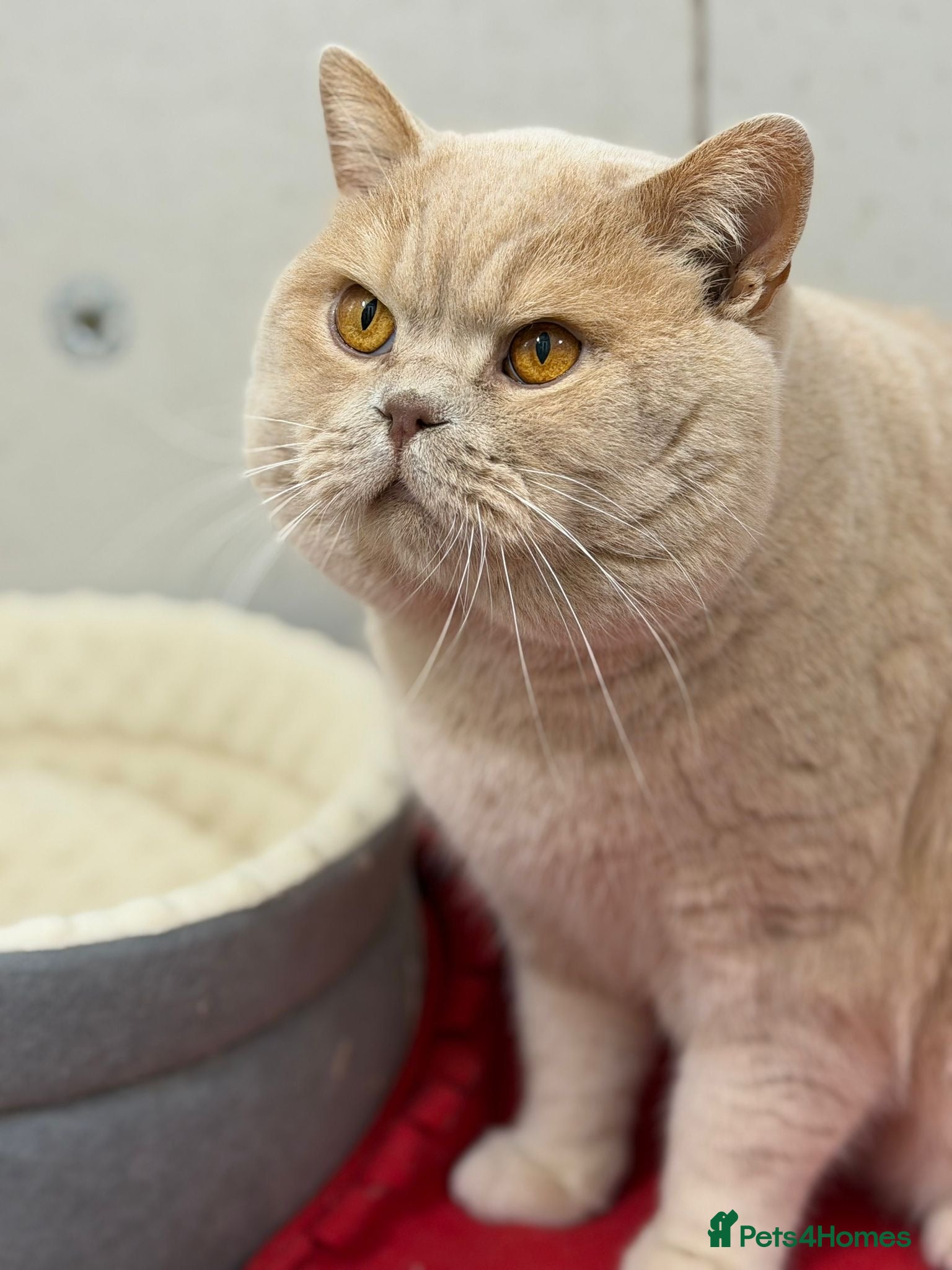 British Shorthair cats British shorthair cream boy for stud duties  - Advert 14