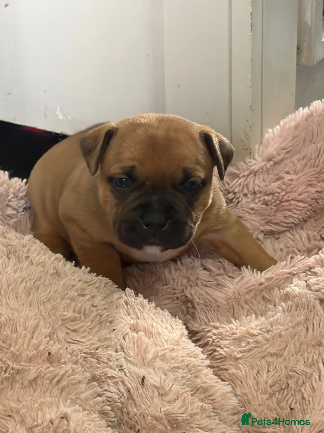 Staffordshire Bull Terrier dogs for sale: last boy ready now champion lines  boys  - Advert 40