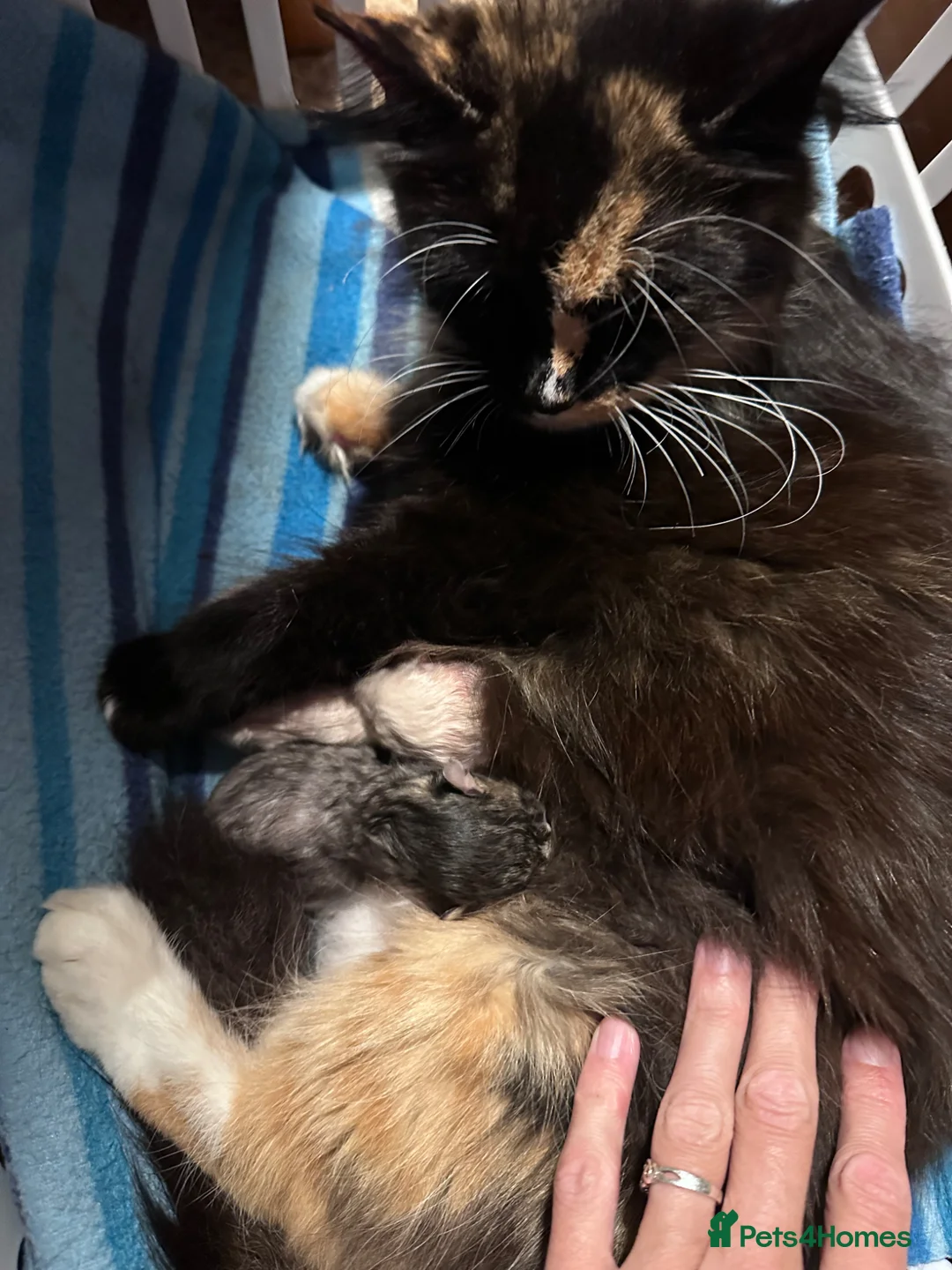 Norwegian Forest Cat cats for sale: Norwegian Forest boys - Advert 23