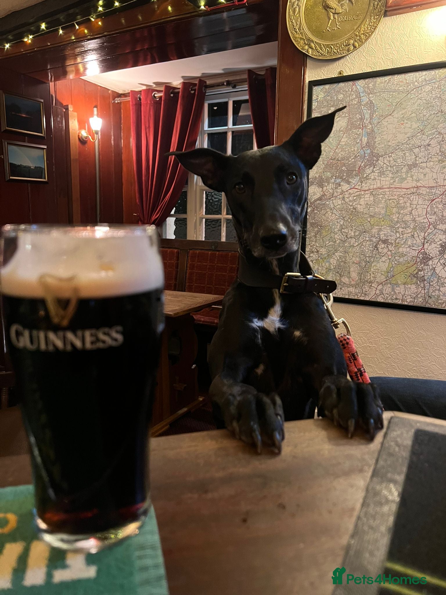 Lurcher dogs Rehoming due to newborn  - Advert 2