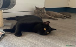 British Longhair cats for sale: British longhair kittens with Persian lineage - Image 20