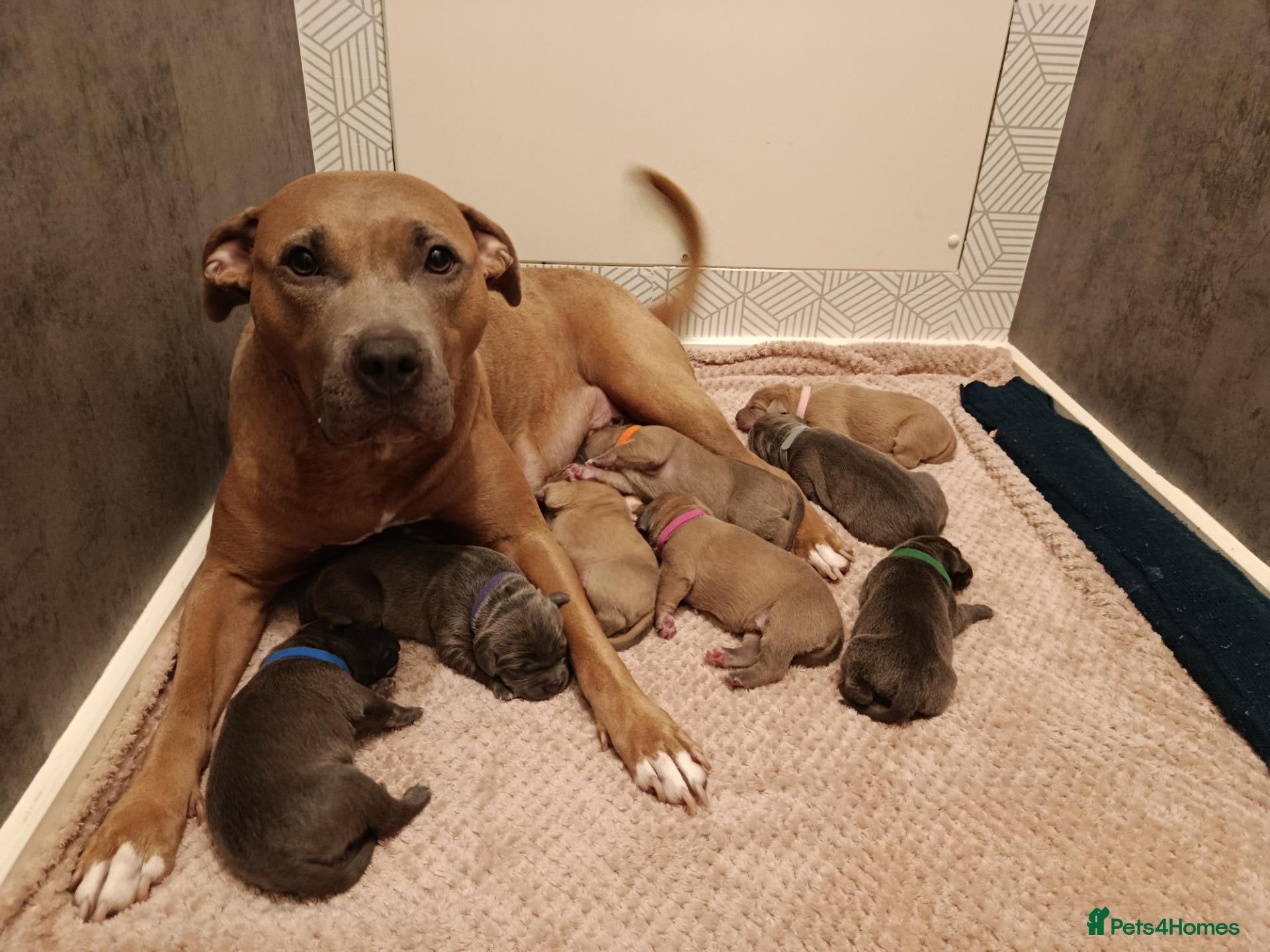 Mixed Breed dogs Beautiful Bandogge Puppies  - Advert 1