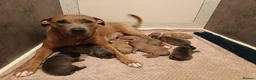 Mixed Breed dogs for sale: Beautiful Bandogge Puppies  in Romford - Advert 1