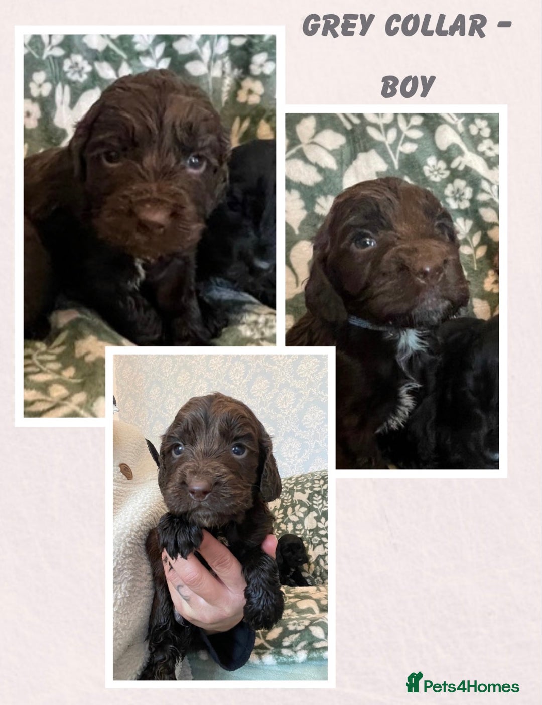 Cockapoo dogs for sale: Beautiful cockapoo puppies  - Advert 4