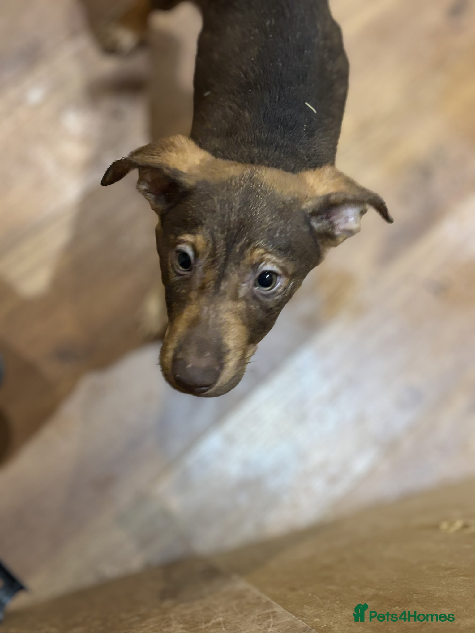 Mixed Breed dogs for sale: Mixed Breed Pups - Advert 14