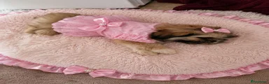 Shih Tzu 1
