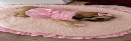 Shih Tzu dogs for sale: Beautiful Shih Tzu puppy available - Advert 4