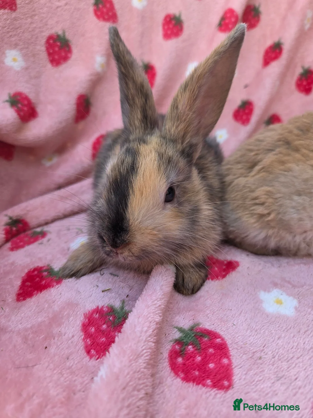 Mixed Breed rabbits for sale: Mini lop x mini rex harli boy - Advert 2