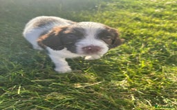 English Springer Spaniel dogs for sale: Springer spaniel pups  in Rugby - Image 7
