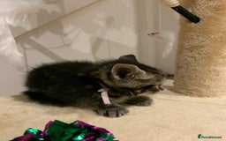 Mixed Breed cats for sale: Mixed Himalayan - Image 11