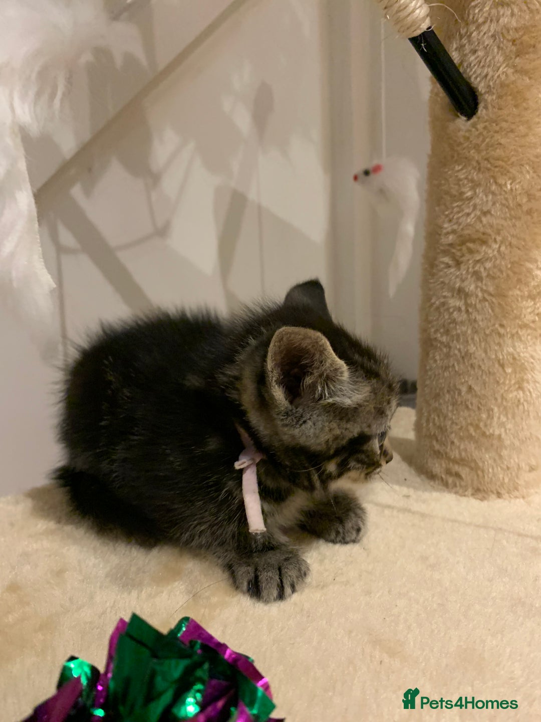 Mixed Breed cats for sale: Mixed Himalayan - Image 11