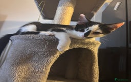 Domestic Shorthair cats for sale: Playful domestic shorthair kitten  - Image 4
