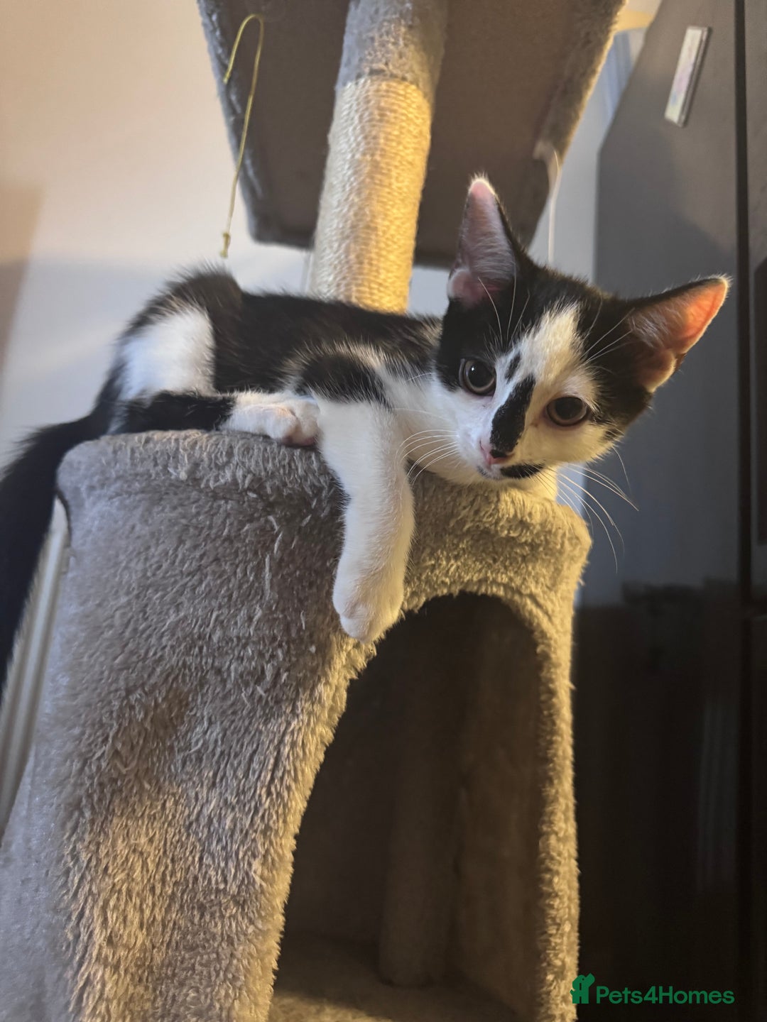 Domestic Shorthair cats for sale: Playful domestic shorthair kitten  - Image 4
