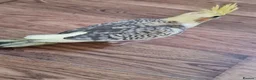 Cockatiels birds for sale: Juvenile Tame Cockatiels  - Advert 2
