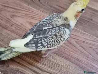 Cockatiels birds Juvenile Tame Cockatiels - Advert 2
