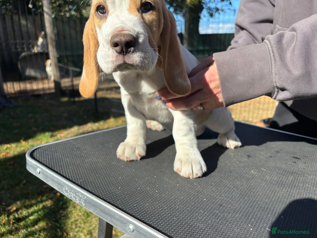 Beagle dogs for sale: Male Beagle Puppies  - Image 3