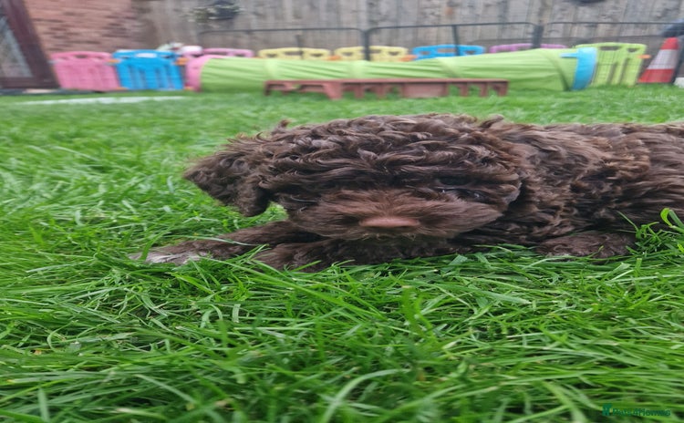 Lagotto Romagnolo dogs - Advert 1