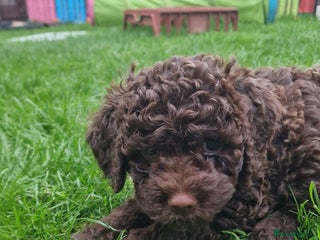 Lagotto Romagnolo dogs - Advert 2