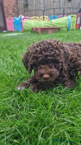 Lagotto Romagnolo dogs - Advert 1