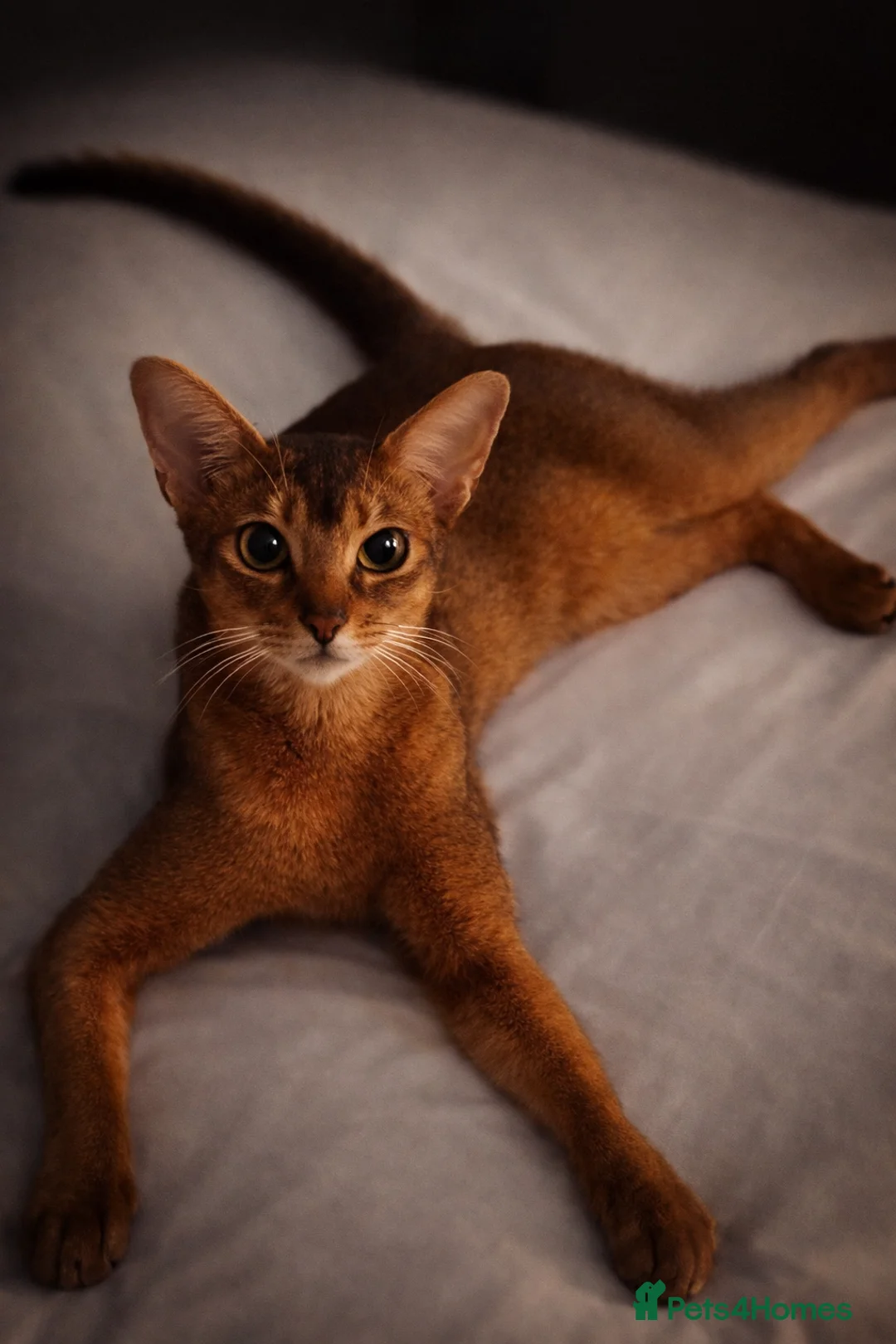 Abyssinian cats for sale: 🌟 Show Quality Abyssinian Boy – Ready to go  - Advert 2