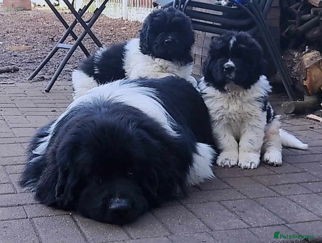 Newfoundland dogs for stud: KC registered health tested Landseer Newfoundland  in Ilkeston - Advert 19